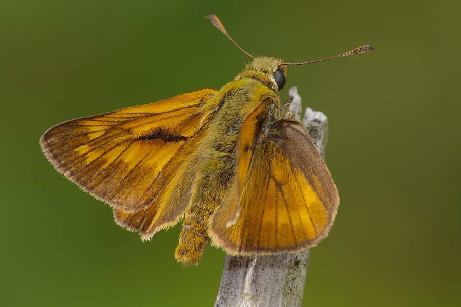 An orange furry butterfly sits on a stick.