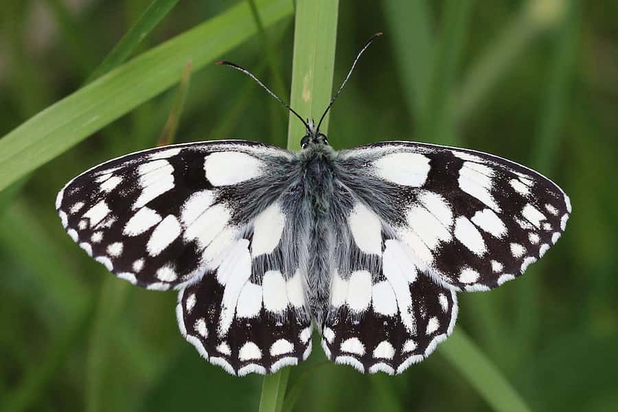 A striking black and white butterfly with a furry back perched on a blade of grass. If a Giant Panda decided it has had enough of bamboo, and wanted to live of nectar, this is what it would look like. 