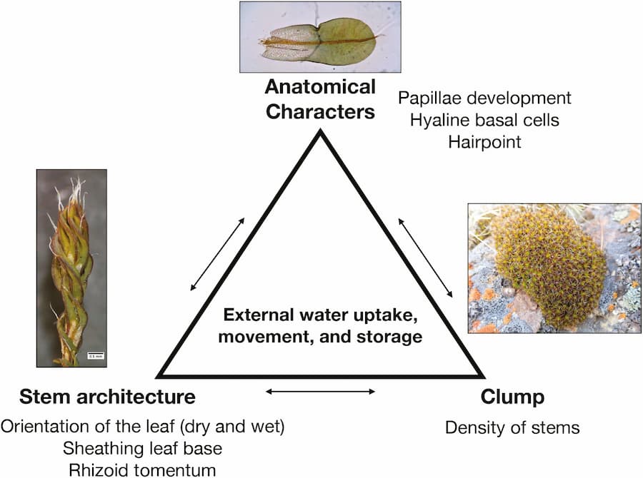 A triangle connects Anatomical Characters, Density of stems in a clump and Stem architecture at the nodes, connect by external water uptake, movement and storage.