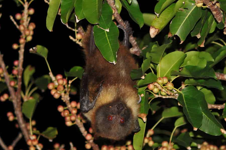A flying fox hanging out upside down, with red eyes like a chiroptophobiac's nightmare.