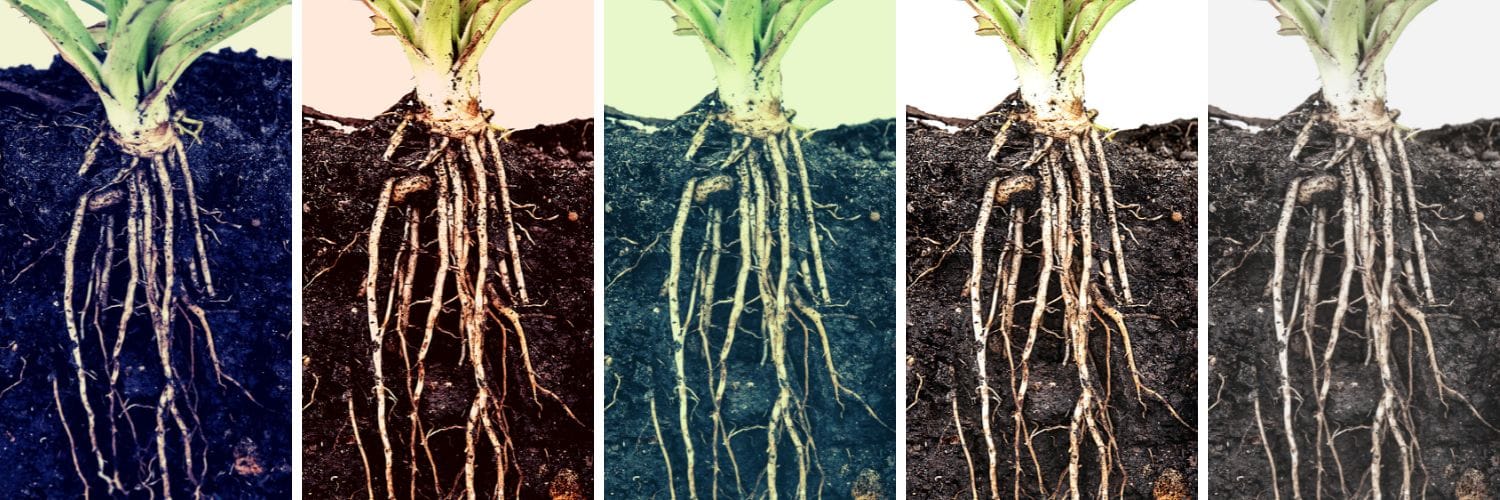 Cinco modelos raíz compiten en el desafío de evaluación comparativa