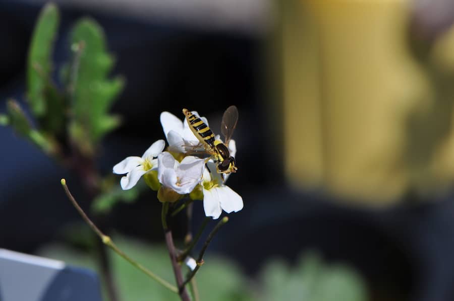 A black and yellow fly on a white flower with a pale yellow centre. The flower is on a stalk with maybe half a dozen similar flowers.