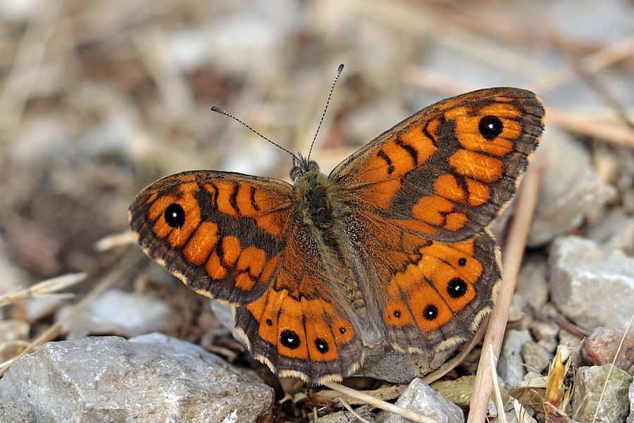 I went looking for a photo that wasn't by Charles Sharp and found this image of a gorgeous red and black butterfly with black spots sunning itself in Italy many many miles away from Oxfordshire where Charles's photos were taken - and found its credited to Charles J. Sharp.