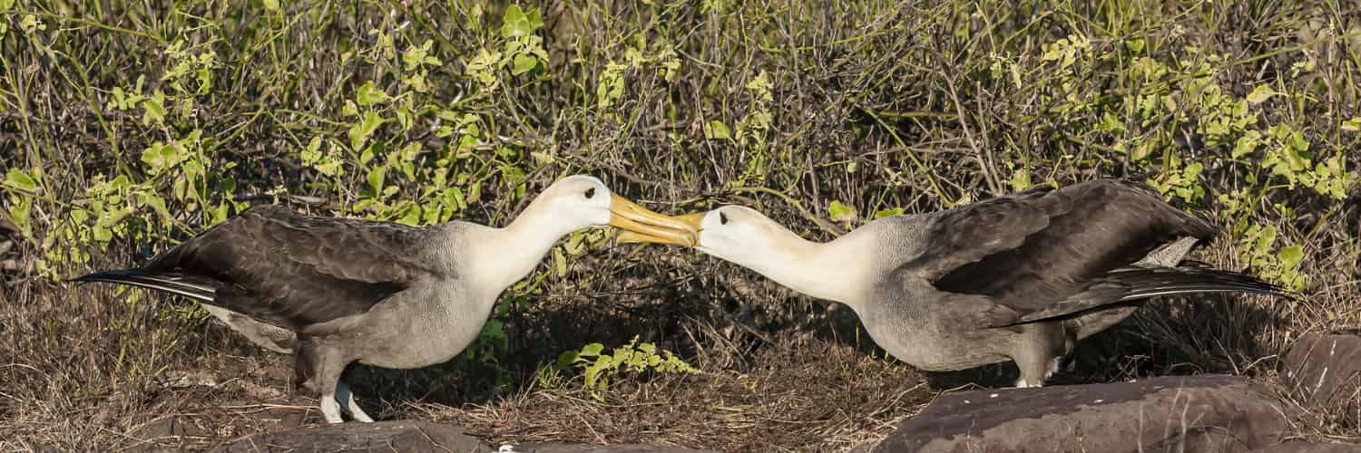 Giant Tortoises are a Rewilding Success in the Galapogos Islands