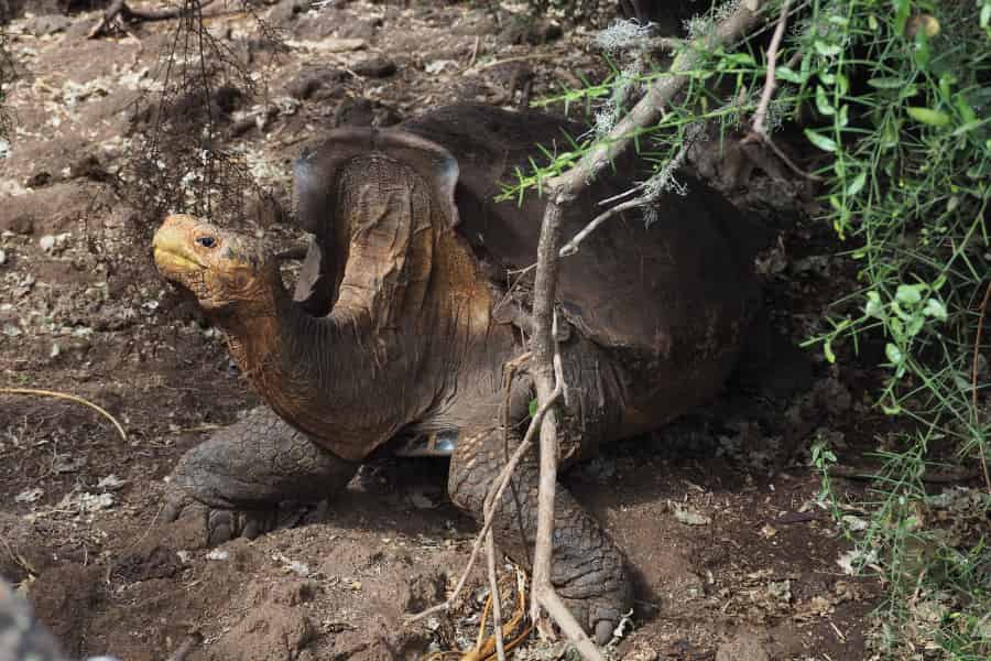 A very wrinkly looking tortoise poses reluctantly for the camera.