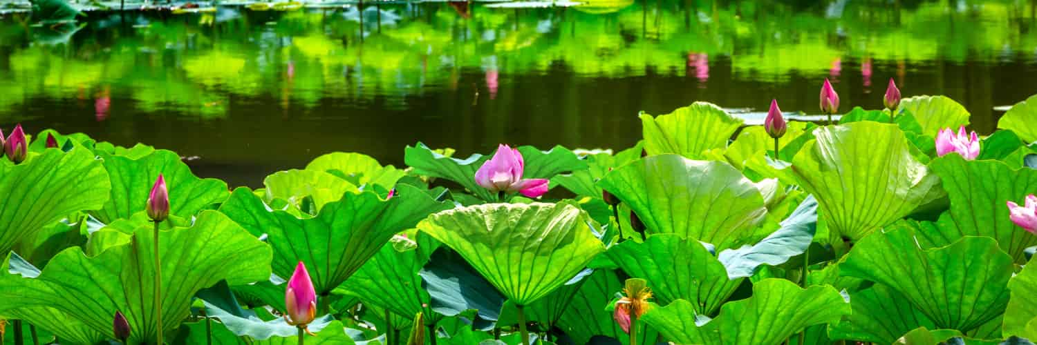 Los antiguos jardines chinos pueden ayudar a mitigar el calor urbano chino moderno