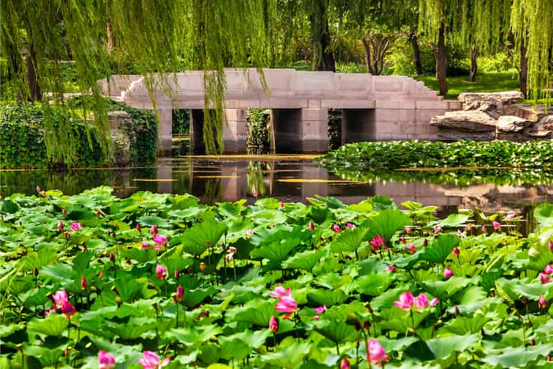 Un puente de aspecto bastante moderno cruza el agua. Sobre gran parte del agua crecen plantas de loto. El sentimiento es del tipo de paz y tranquilidad que solo se obtiene al saber que puedes condenar a muerte a cualquiera que te moleste. 