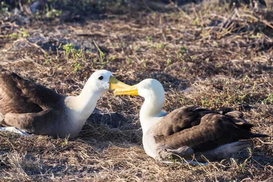 A pair of albatrosses on scrubland.