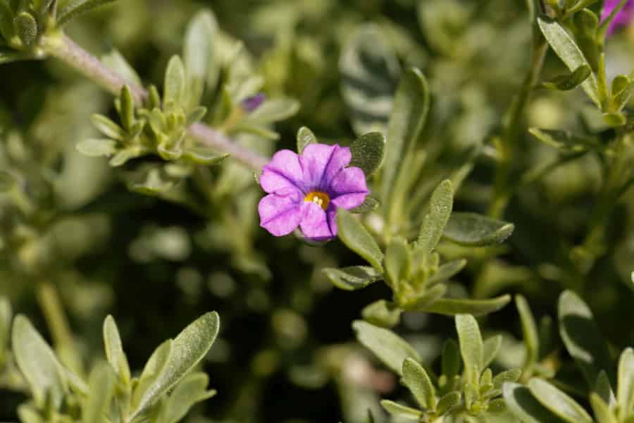 A pink-purple flower sits on a green branch.