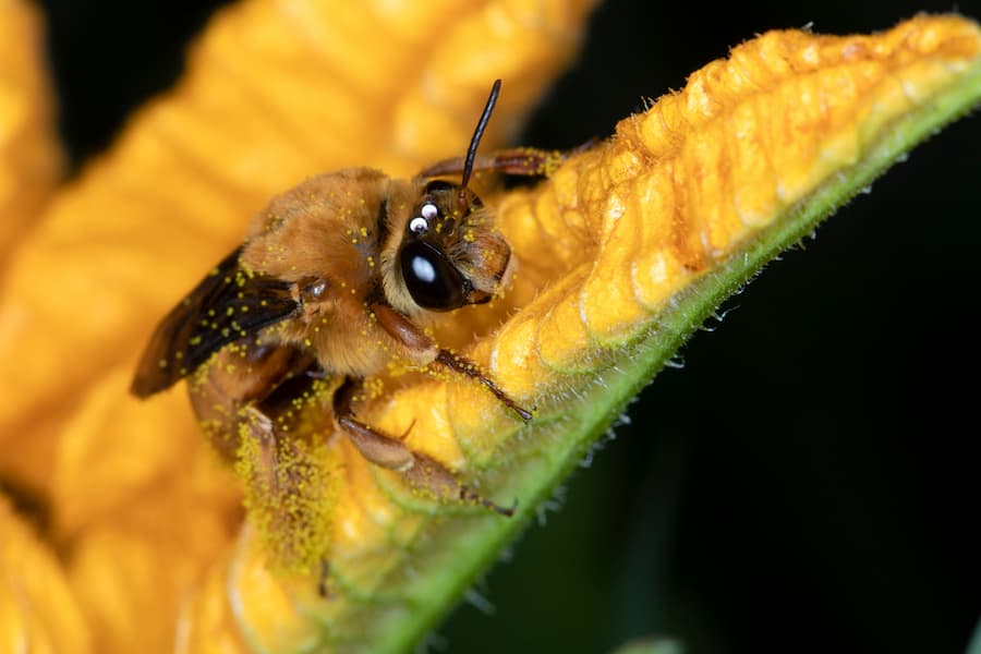 Can unexpected changes happen in the process of plant domestication?