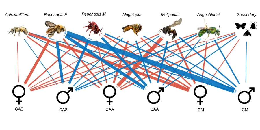 A scramble of lines between pollinators and plants. However some lines like the lines between Peponapis bees and plants are notably thicker.