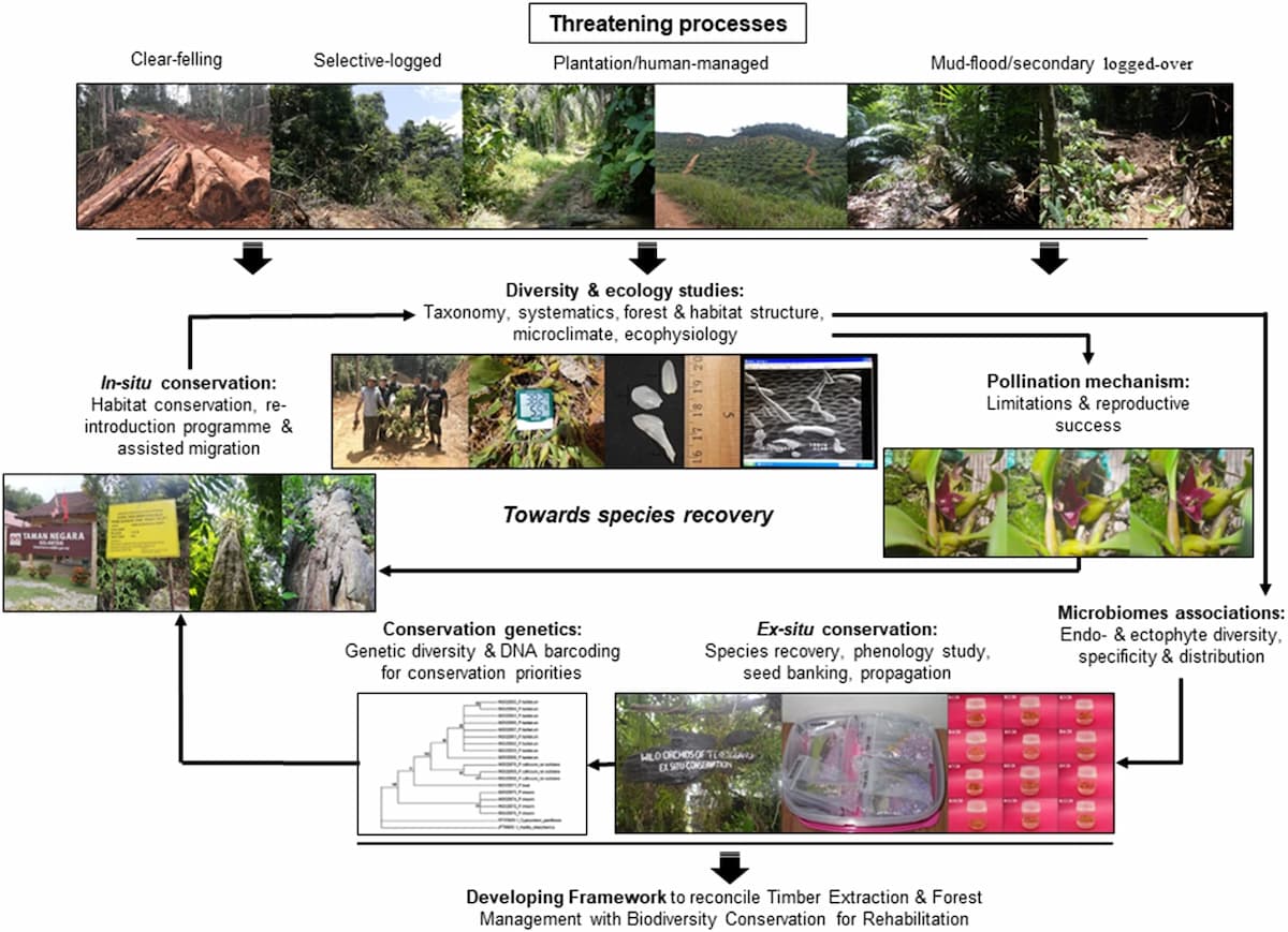 A diagram showing the threats orchids face, feeding into studies of Taxonomy, systematics, habitat, microclimate and ecophysiology. These in turn inform and are informed by microbiome associations, conservation methods and conservation genetics.