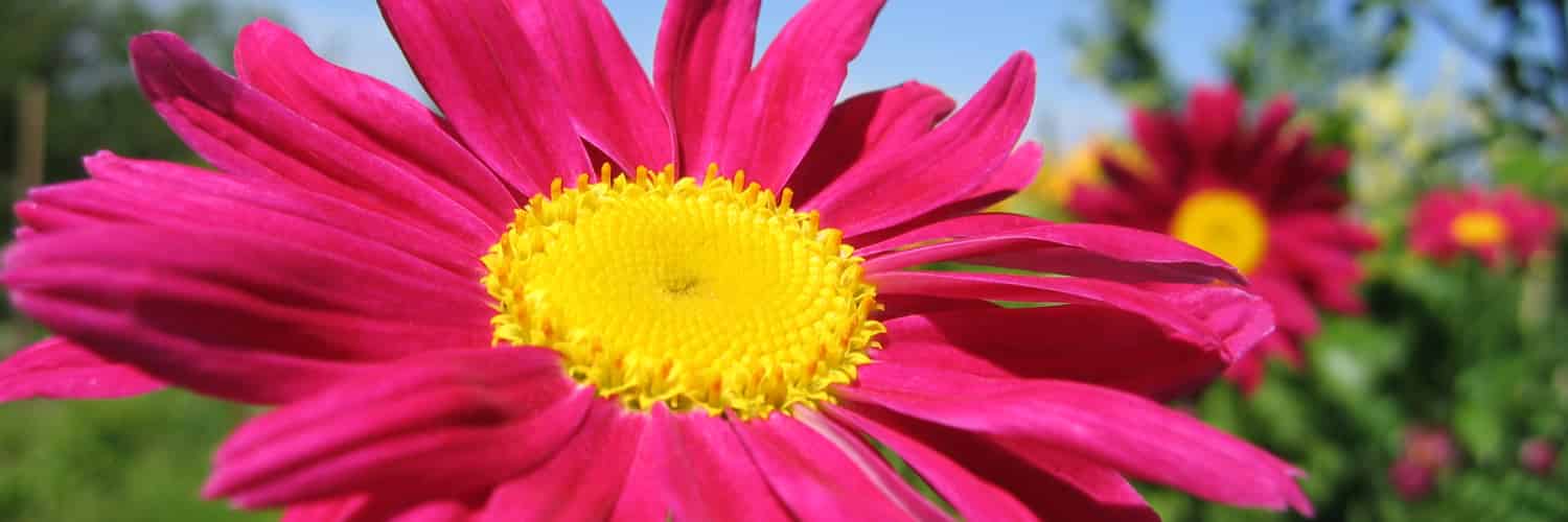 How Summer Heat Kills Fragile Flowers