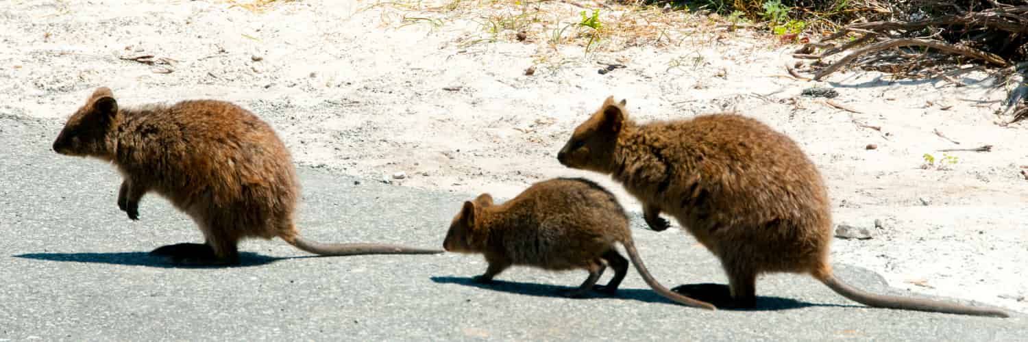 Australian Scientists Find How Controlled Burns Can Be Managed So That They Don’t Needlessly Endanger Quokkas