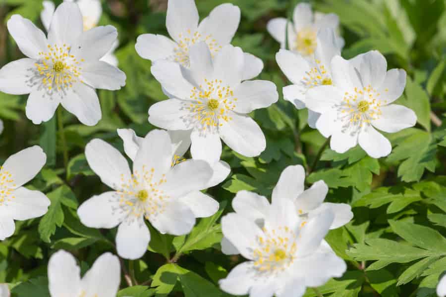 White flowers shining in the sun.