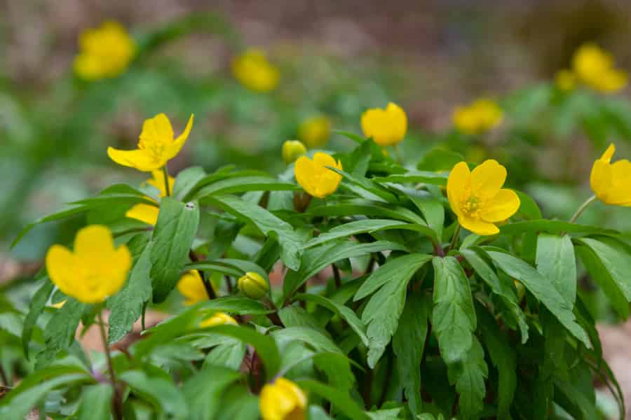 Yellow flowers poking from green undergrowth.