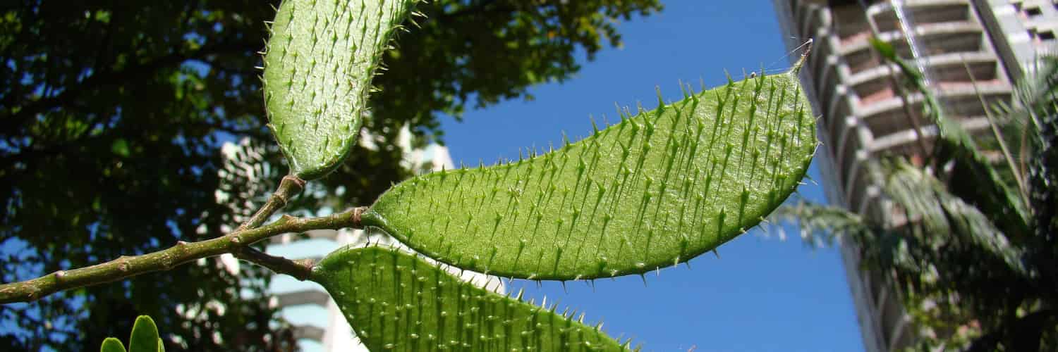 Scientists Reveal Hidden Diversity in Brazil’s Iconic National Tree
