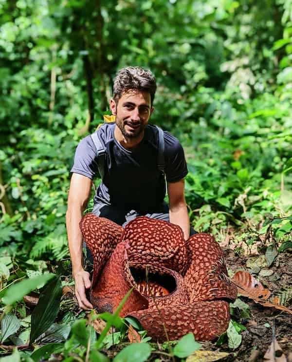 A young gentleman attempts to look pleased that he's holding up the largest flower in the world. His posture indicates pride in his achievement, but the look on his face indicates he's like the photo taken quickly due to the smell.