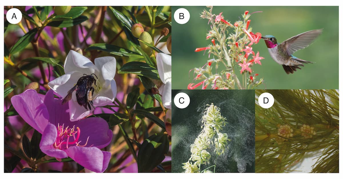 Various flowers, some with pollinators. The figure legend has the details.