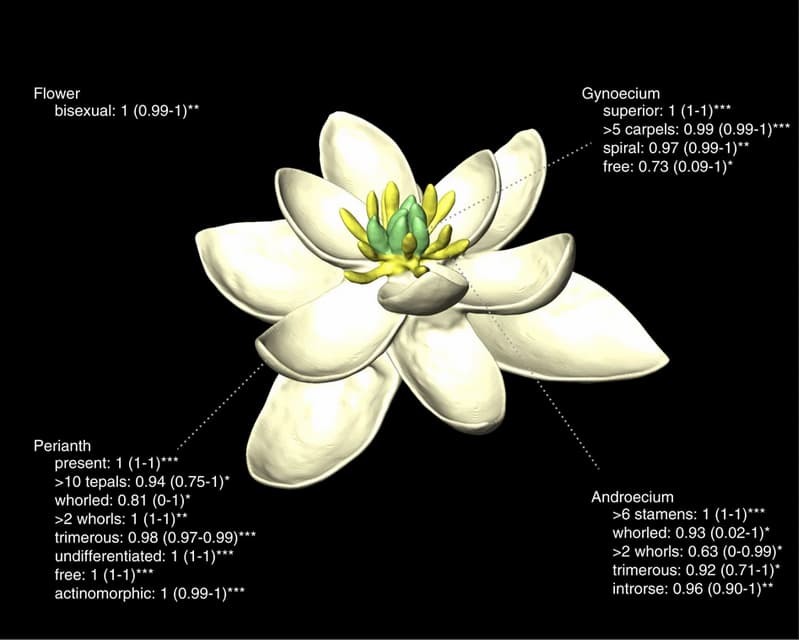 Something that could look like a magnolia flower, almost.
