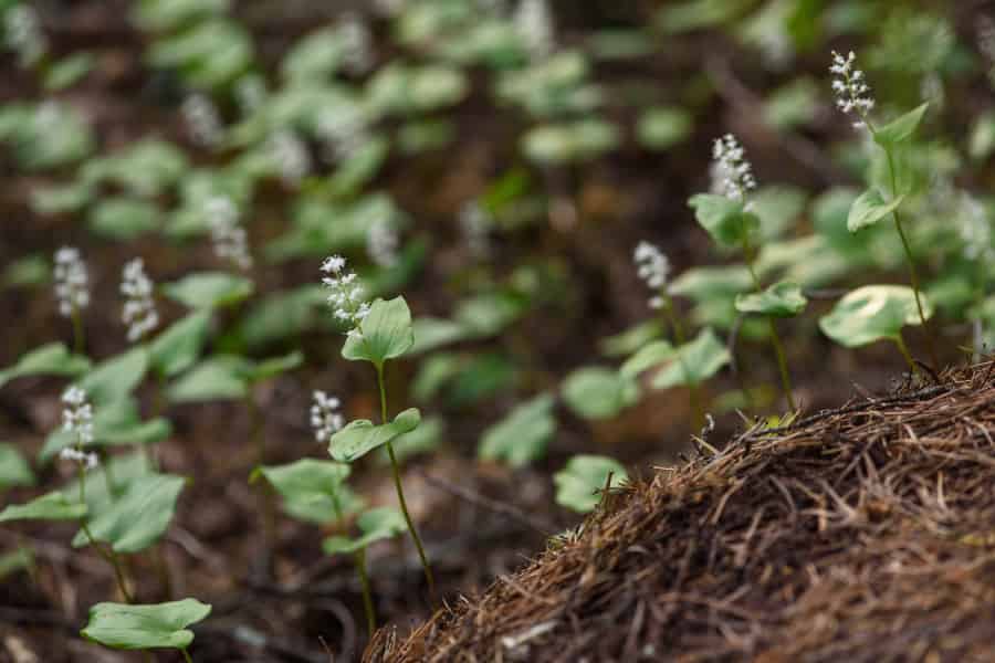 Tiny white flowers on stalks.