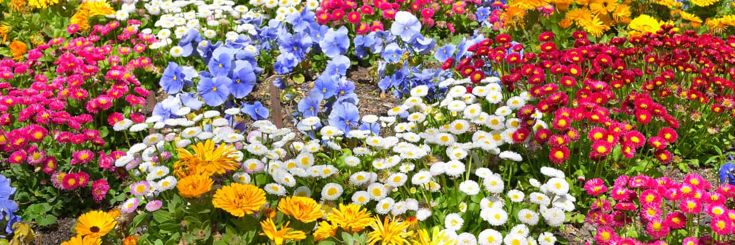 Scientists Put 5 Different Ways To Calculate Pollinators’ Favourite Flowers To The Test. The Best Is Simple Enough To Apply To Your Own Garden.