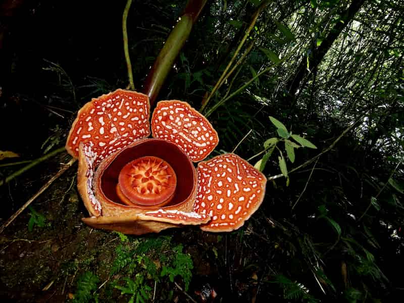 A blood red plant squats by the base of a tree in a dark rain forest. Its petals are marked by white sickly spots that make it look like it should smell repulsive. This is a flower you'd bring to the funeral of someone you really disliked.