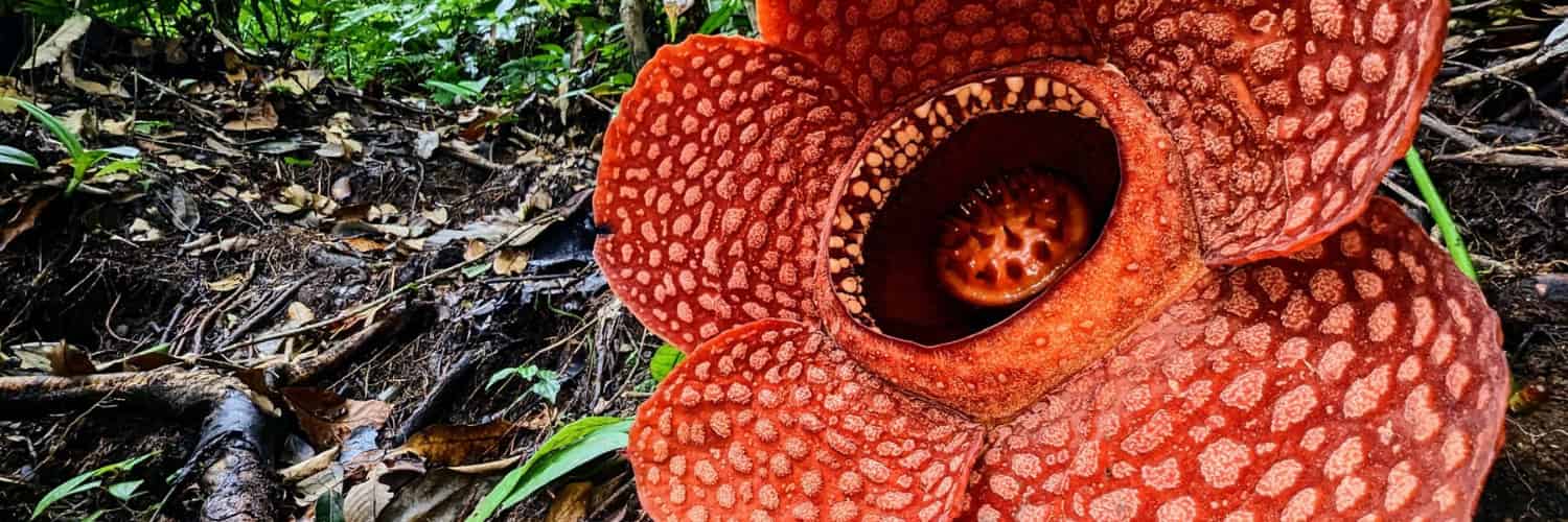 World’s Largest Flowers at Risk of Extinction, Scientists Warn