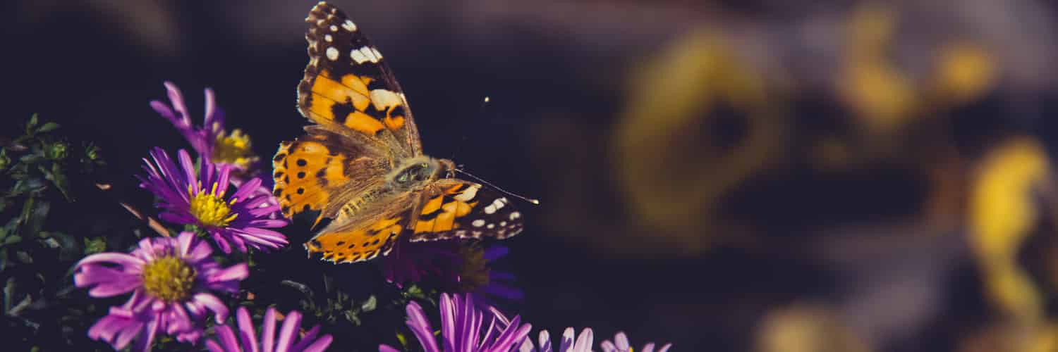 Climate Change Alters the Chemical Arms Race Between Flowers and Butterflies