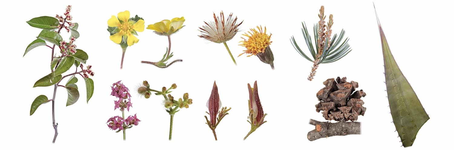 A guide to the flora of the Sierra San Pedro Mártir