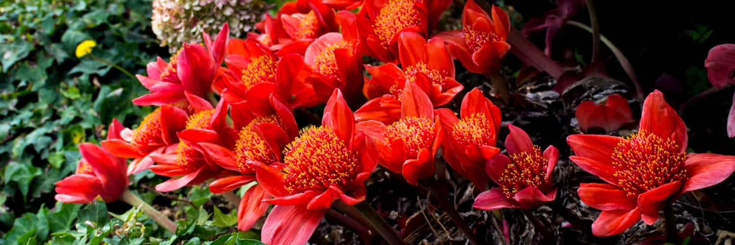 Scientists uncover the secret pollinators behind southern Africa’s paintbrush lilies