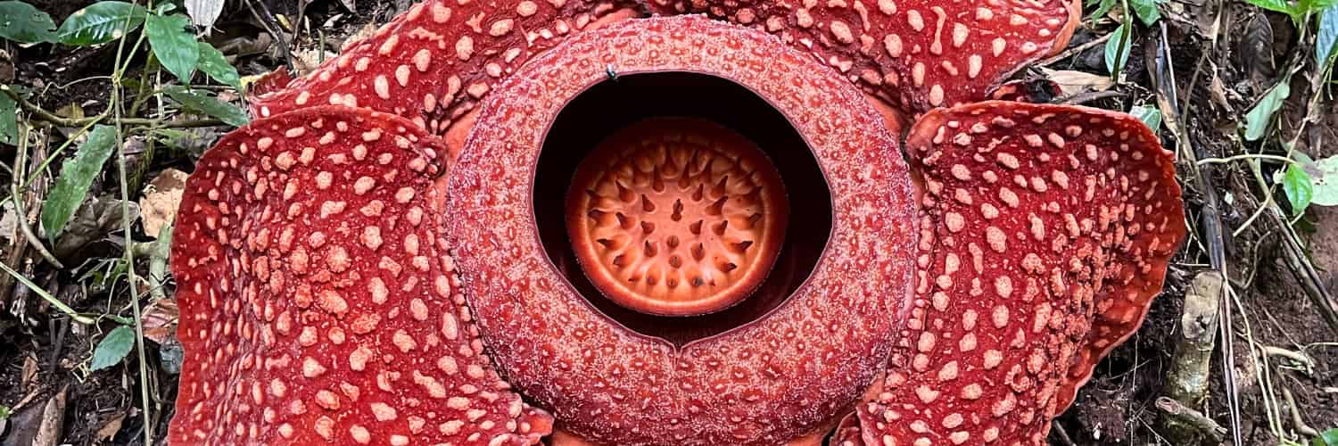 Unlocking the Tiny Secrets to Grow the World’s Largest Flowers