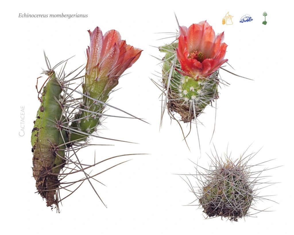 A short spiny cactus that, in one photo, does indeed look like a hedgehog curled up.