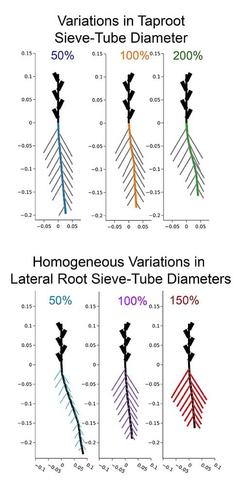 Roots with a higher resistance grow for a shorter time compared to roots with a low resistance as demonstrated by the length of the root.