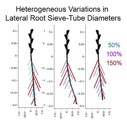 When mixing roots with different phloem resistivities within a single root system the final length is influenced by these resistivities alone, and not the resistivities of the neighbouring roots. 