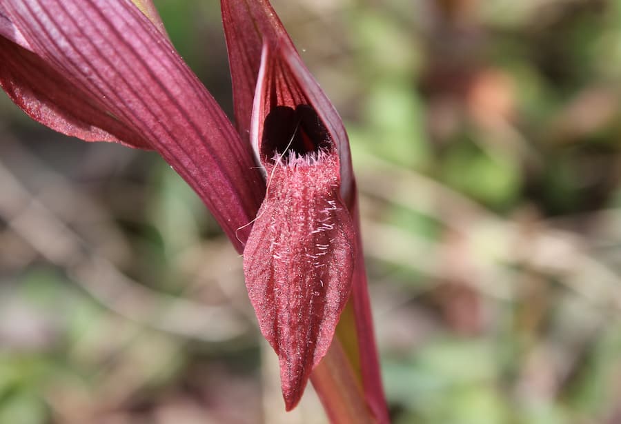 A maroon flower with dark and inviting tunnel.