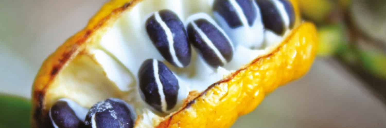 El viaje de una tribu de plantas tropicales desde África a América