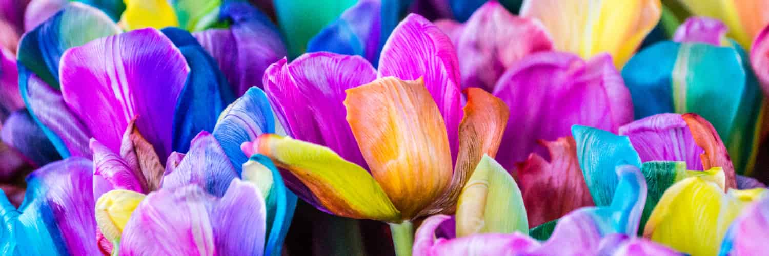 Roses Are Red, and Violets Are Blue, but Where Does the Colour of the Flowers Come From?