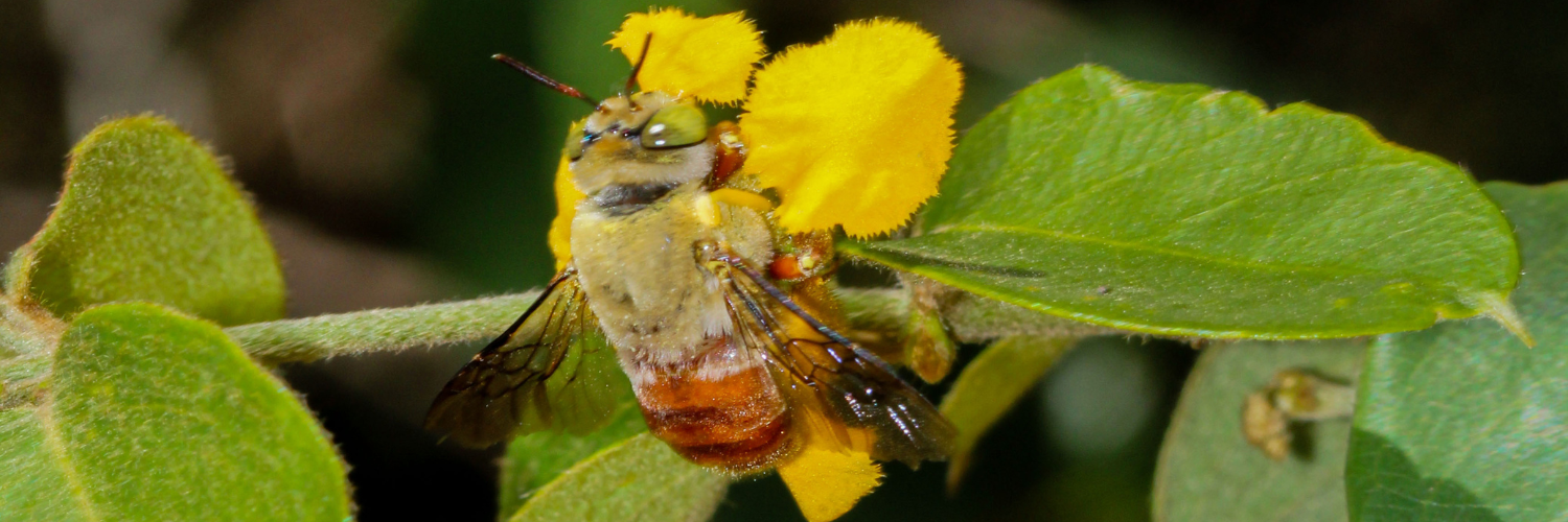 Los botánicos registran el primer caso de “flores espejo” en una especie de flor productora de aceite.