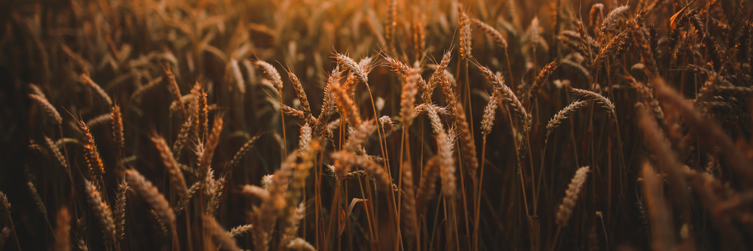 A Comparative Analysis for Predicting Wheat Yield in Rainfed Areas of Morocco