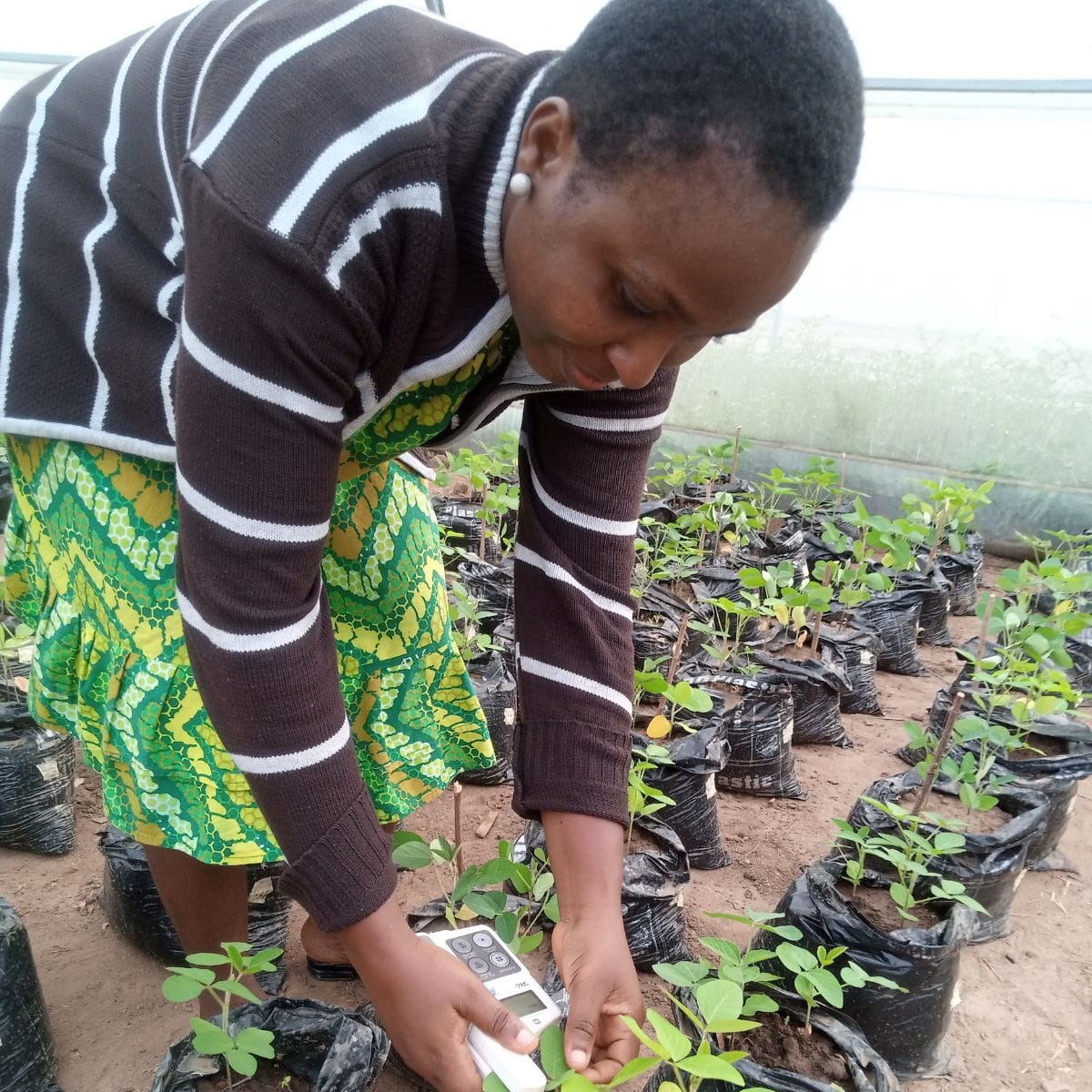 Idowu Obisesan: Nurturing a Passion for Plants