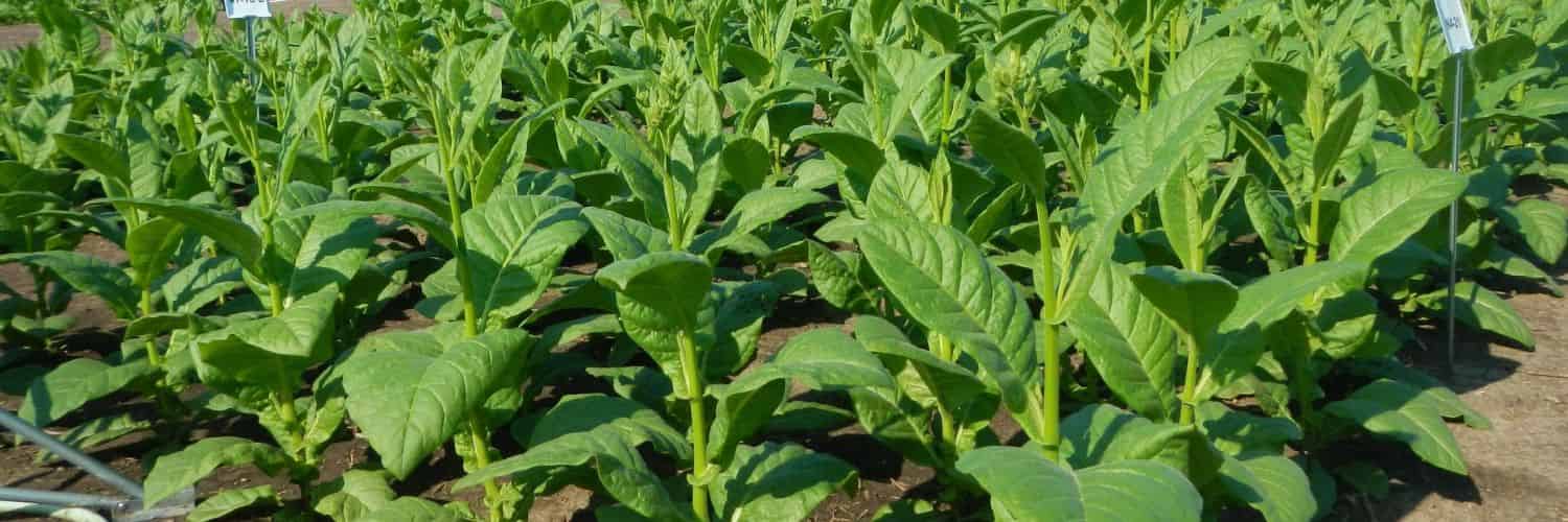 Engineered increase in mesophyll conductance improves photosynthetic efficiency in field trial