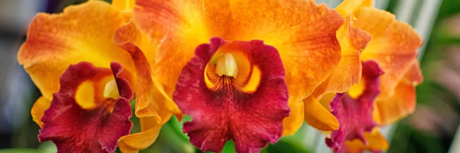 Do orchid seeds fare better in freezers than we thought?