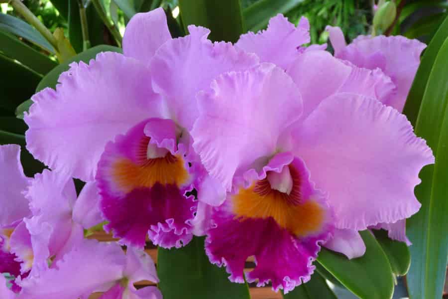 Pink and purple orchid flowers, with a band of bright orange in the interior.