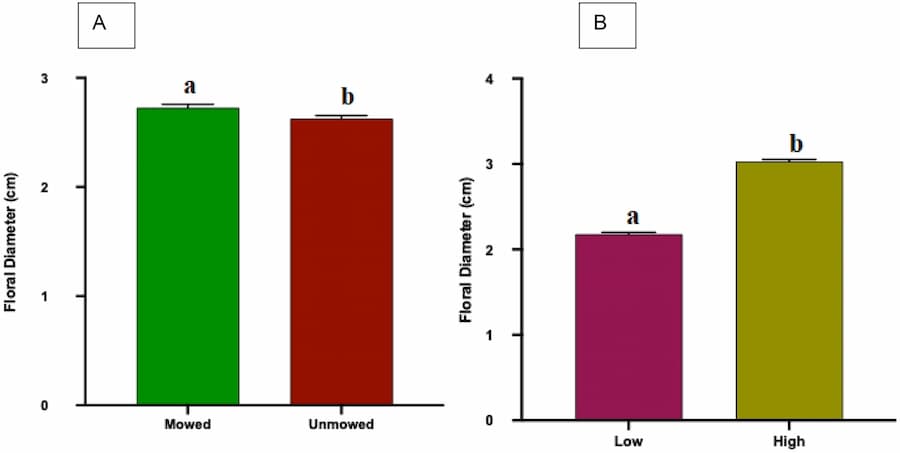 Graphs demonstrating the positive effect mowing has on flower size.