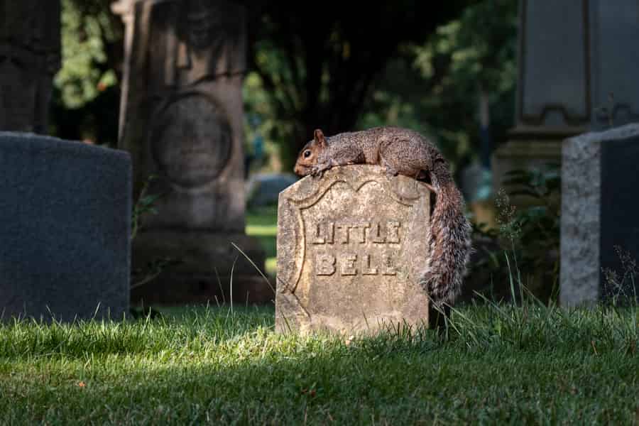 Una ardilla y una enorme cantidad de hierba y árboles. Pero la mayoría de la gente ve la ardilla.