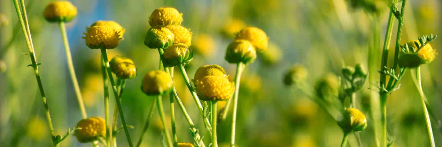 Herbicide Timing Helps Combat Stubborn Stinknet Weed