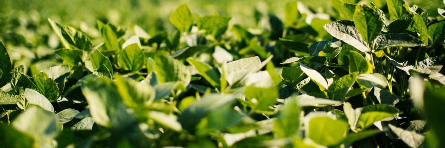 RIPE team models connection between enzyme activity and yields for the first time