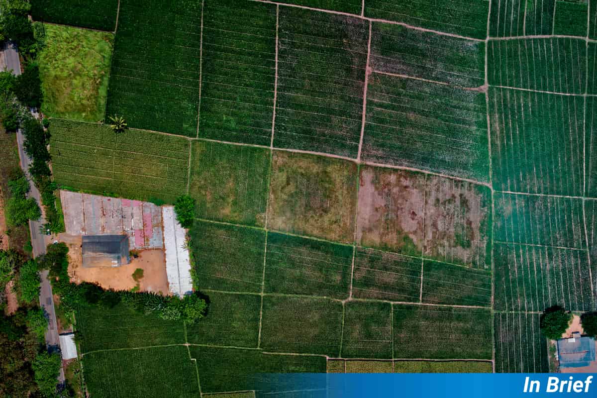 La IA detecta cambios en las plantas desde el espacio gracias a la ciencia ciudadana