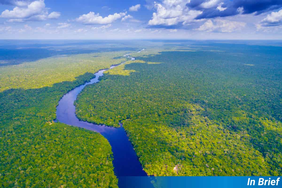 L'équilibre entre sexe et clonage chez une plante amazonienne